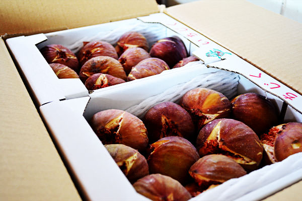 いちじく【蓬莱柿】