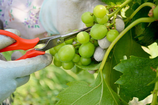 ブラックビート