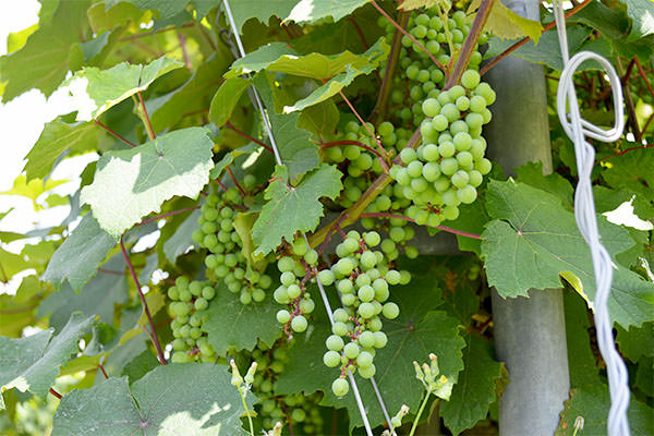 カルベネソービニヨン