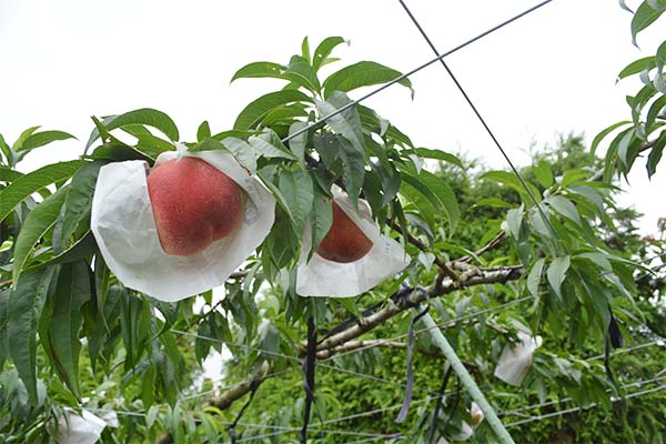 あまとう木なり