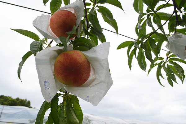 あかつき木なり