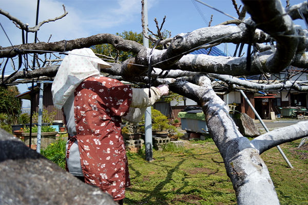イチジクの木にホワイトパウダを塗りました。