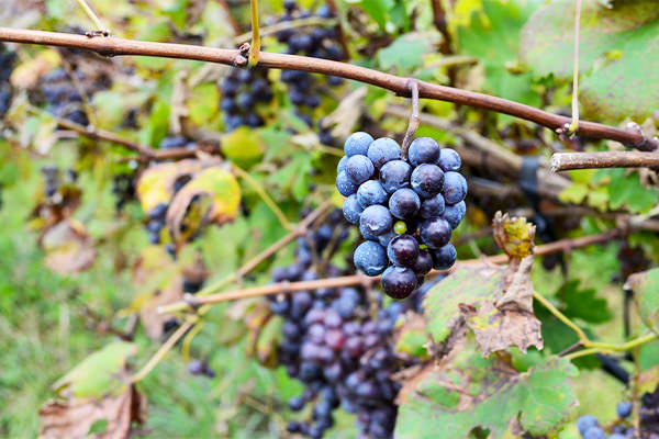 カベルネ・ソーヴィニヨン