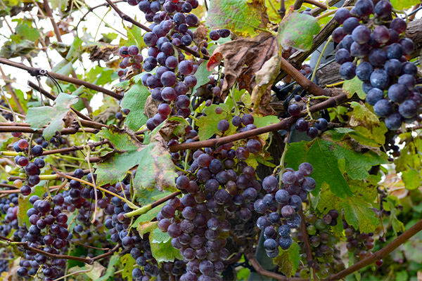 カベルネ・ソーヴィニヨン