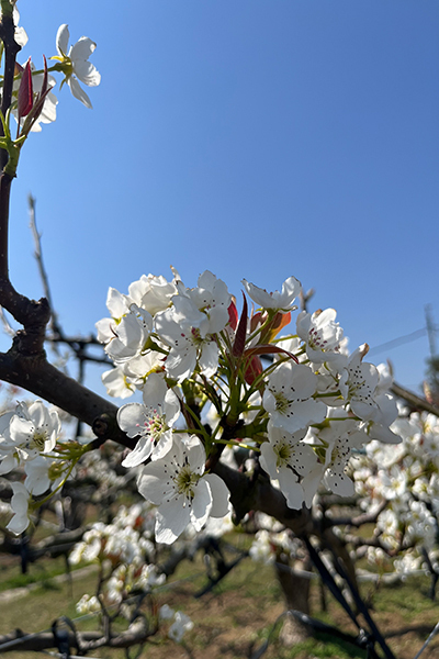 梨の花