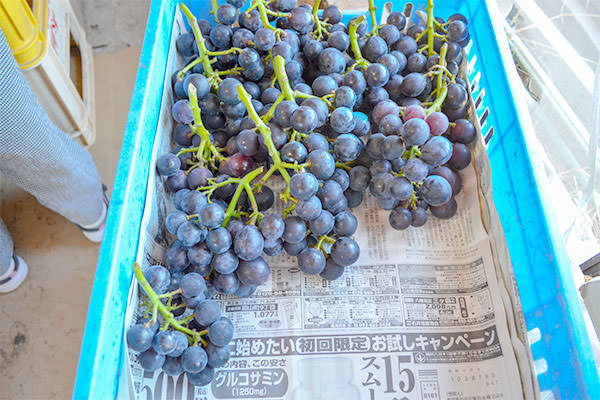 ブラックビート