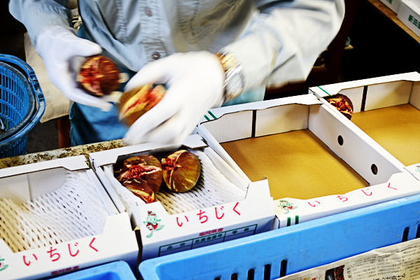 いちじく箱詰め作業中