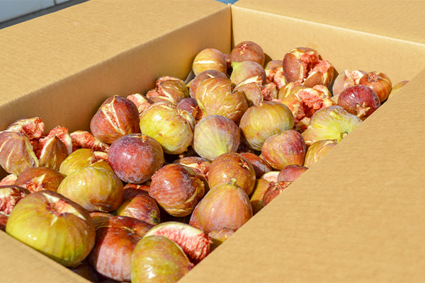 加工用いちじく