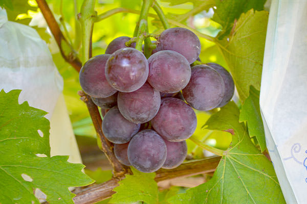 藤稔（ぶどう）