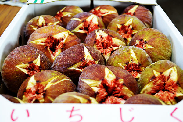 いちじく【蓬莱柿】