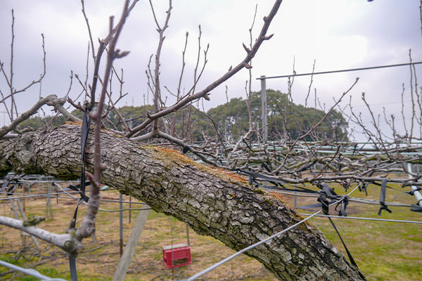 古くなった木の皮