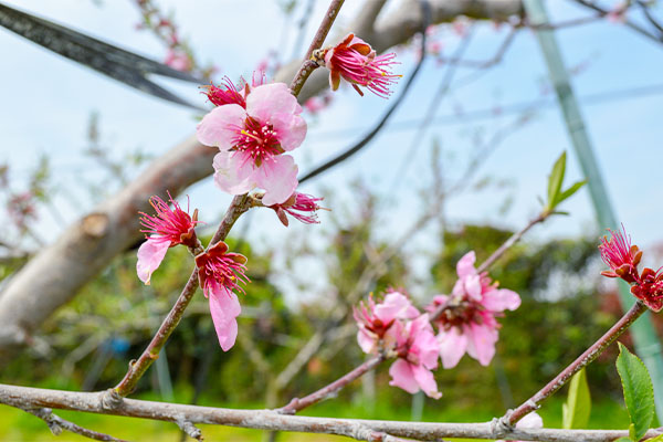桃の花
