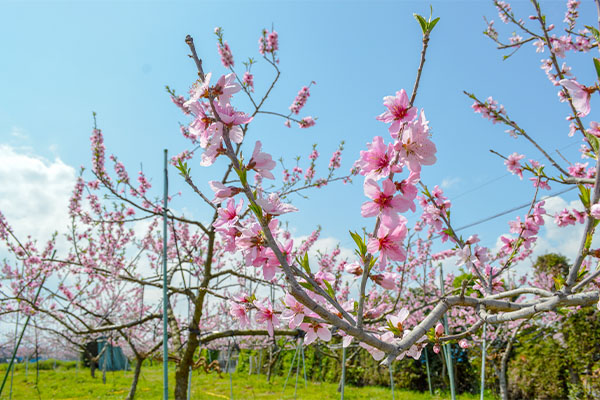 桃の花