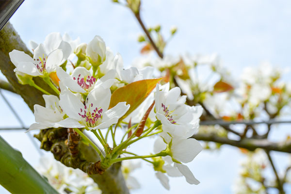 梨の花