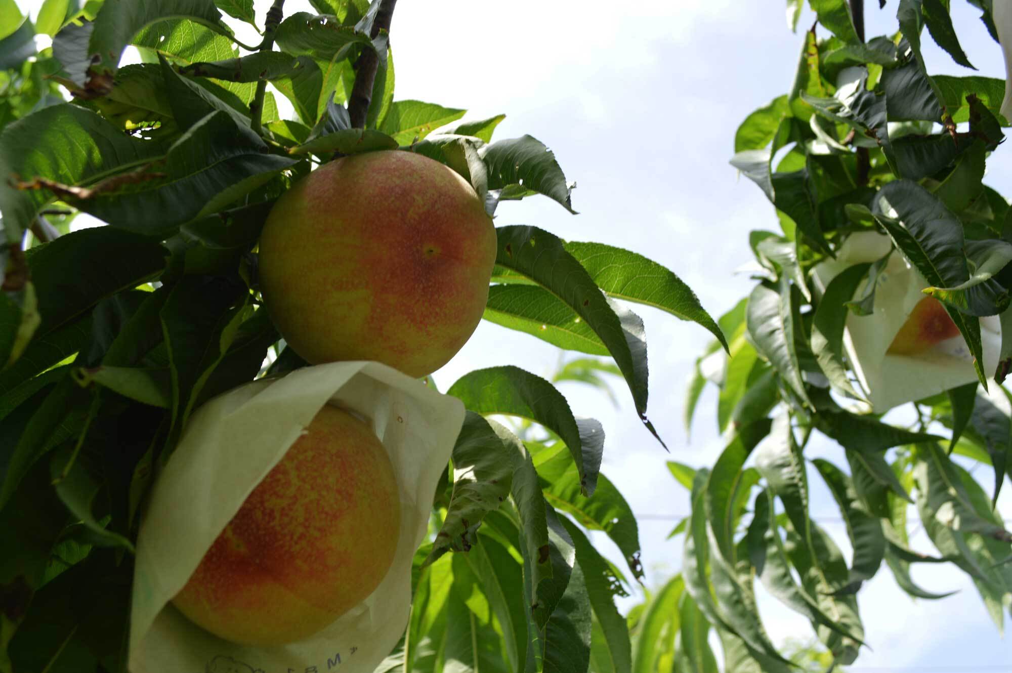 いちじく箱詰め