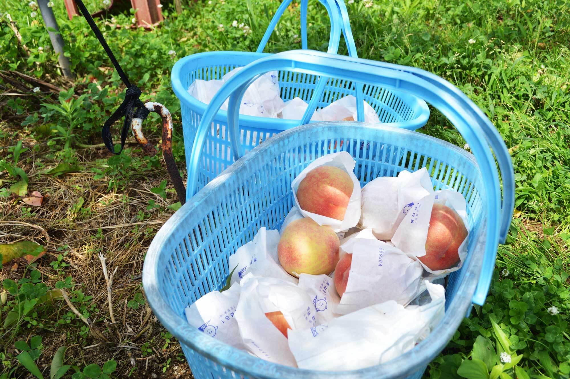 いちじく箱詰め